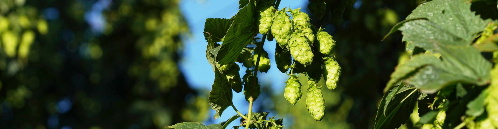 Datenschutzerklärung