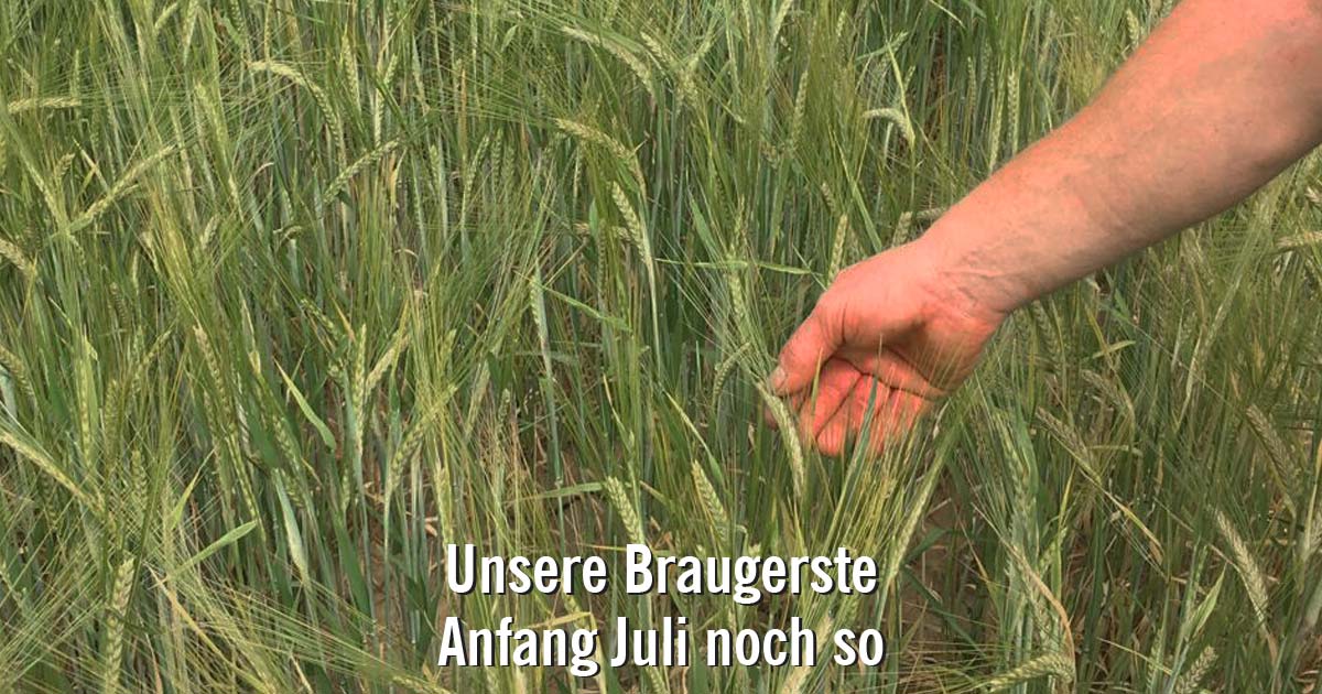 Landwehr Bräu Braugerste